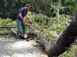 Best Leaf Removal  in West Sayville, NY