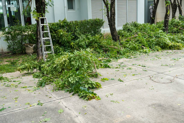 Best Tree Cabling and Bracing  in West Sayville, NY