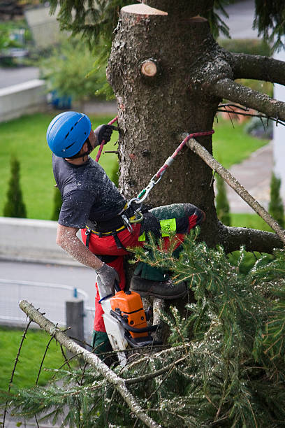 Best Lawn Drainage Solutions  in West Sayville, NY