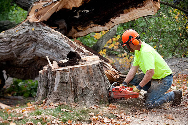 Best Hazardous Tree Removal  in West Sayville, NY