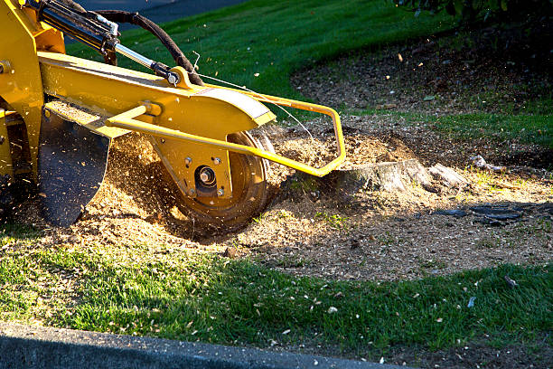 Best Stump Grinding and Removal  in West Sayville, NY