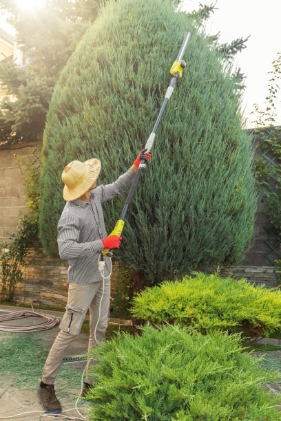 Best Tree Maintenance Programs  in West Sayville, NY