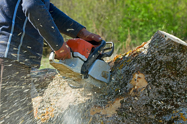 Best Tree Risk Assessment  in West Sayville, NY