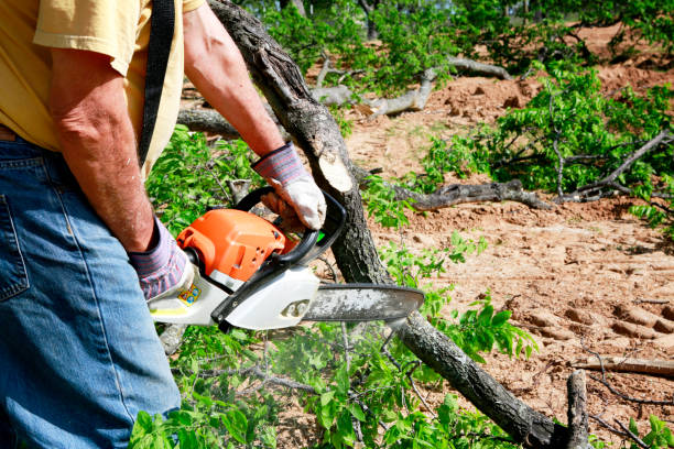 Best Tree Trimming and Pruning  in West Sayville, NY