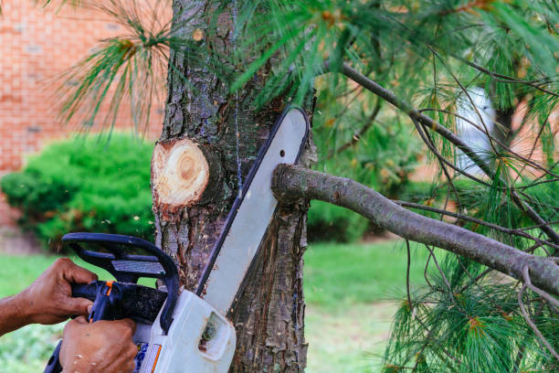 How Our Tree Care Process Works  in  West Sayville, NY